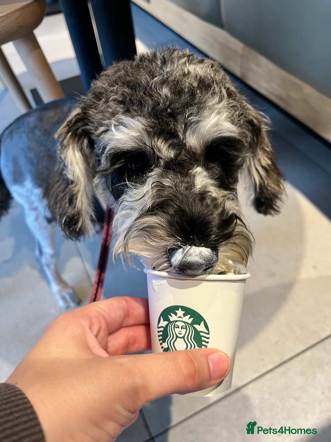 Schnoodle dogs for sale: Schnoodle for sale - Advert 6