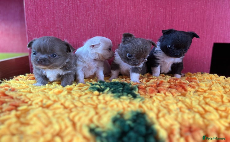 Chihuahua dogs - Advert 15