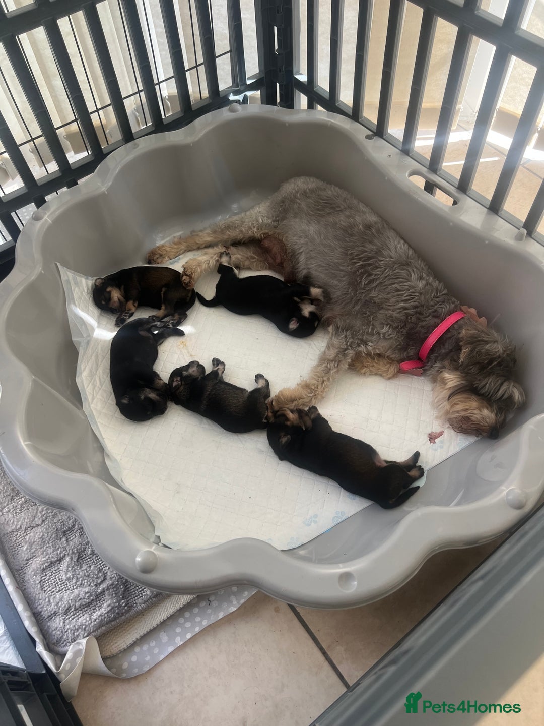 Miniature Schnauzer dogs for sale: 🐾🐶Schnauzer/Schnoodles🐶🐾 - Image 21