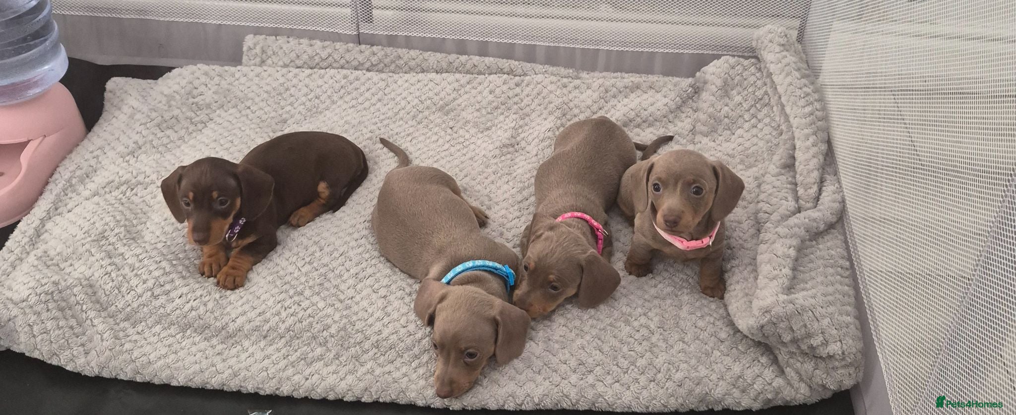 Miniature Dachshund dogs Miniature Dachshund Puppies for Sale 🐾 - Advert 3