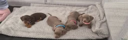 Miniature Dachshund dogs for sale: Miniature Dachshund Puppies for Sale 🐾 in Nottingham - Advert 1