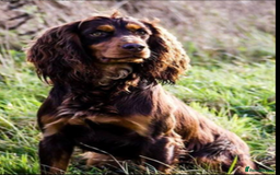 Cocker Spaniel dogs for sale: KC Reg Working type, extensively DNA tested.  - Image 7
