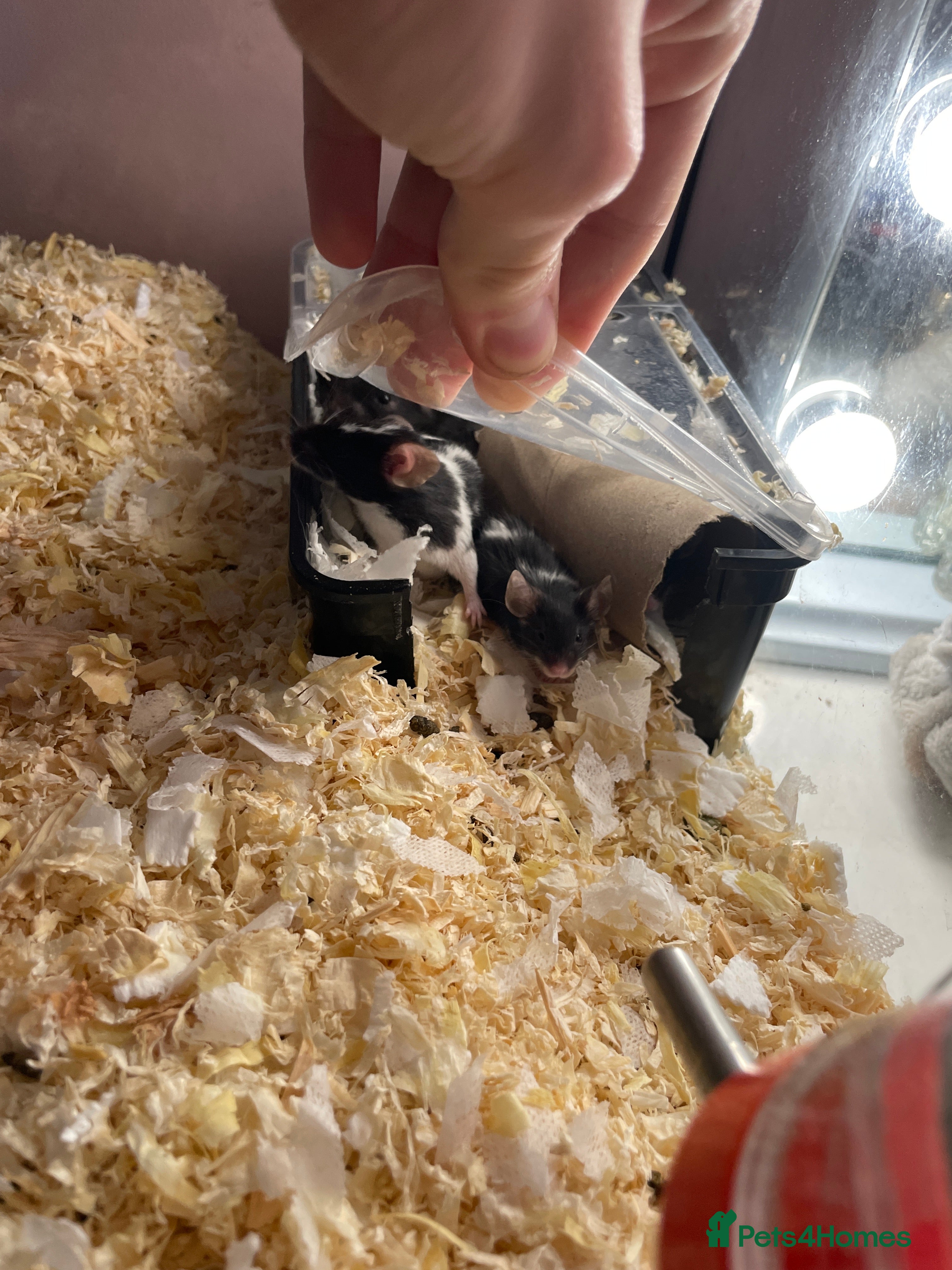 Mouse rodents All £100Male and female baby mice £5 each 4for 15 - Advert 6