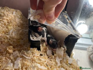 Mouse rodents All with exo terra £130 - Advert 7