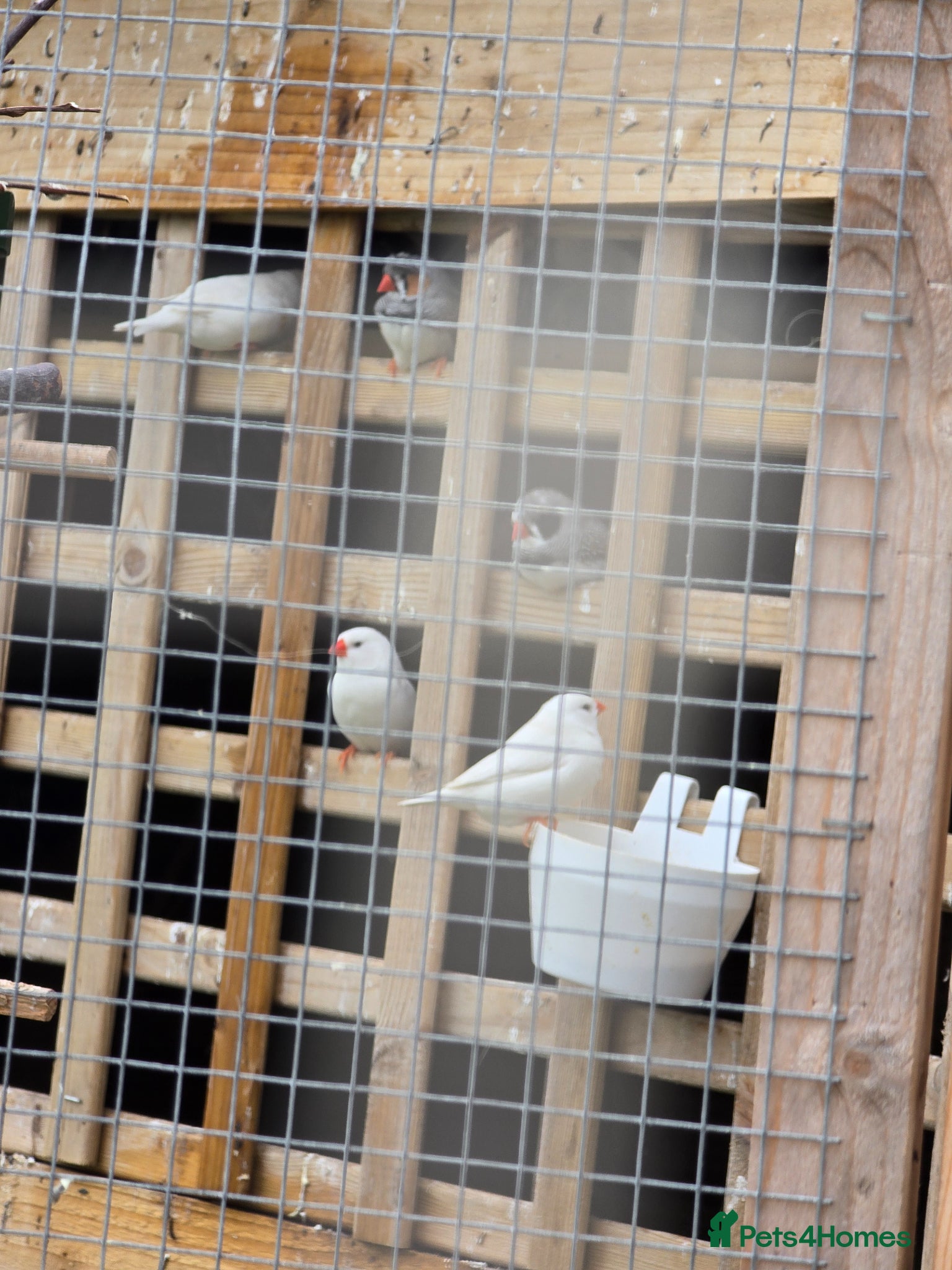 Finches birds for sale: Zebra Finches  in Bridgend - Advert 4