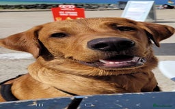 Labrador Retriever dogs for sale: FTCH LABRADOR RETRIEVER PUPPY WAITING LIST - Image 6