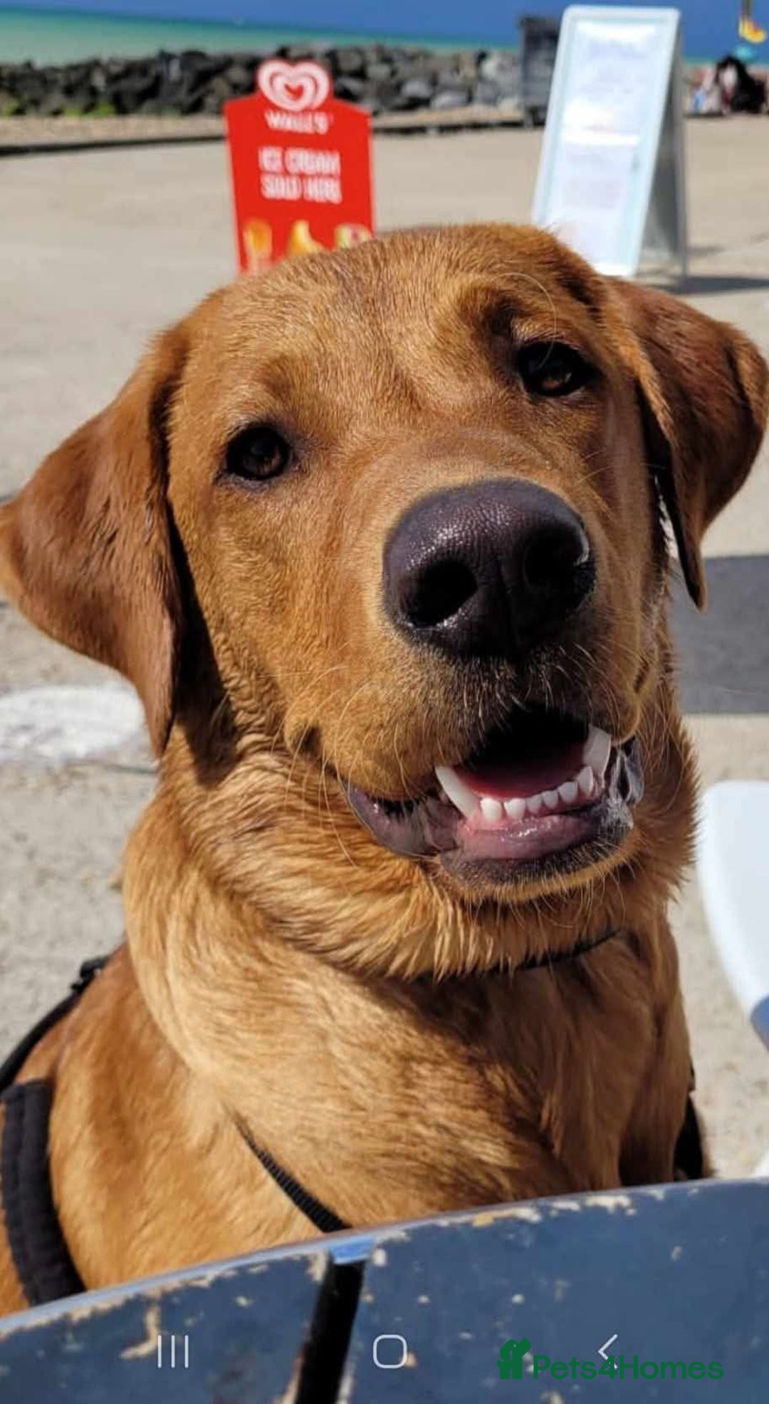 Labrador Retriever dogs for sale: FTCH LABRADOR RETRIEVER PUPPY WAITING LIST - Image 6