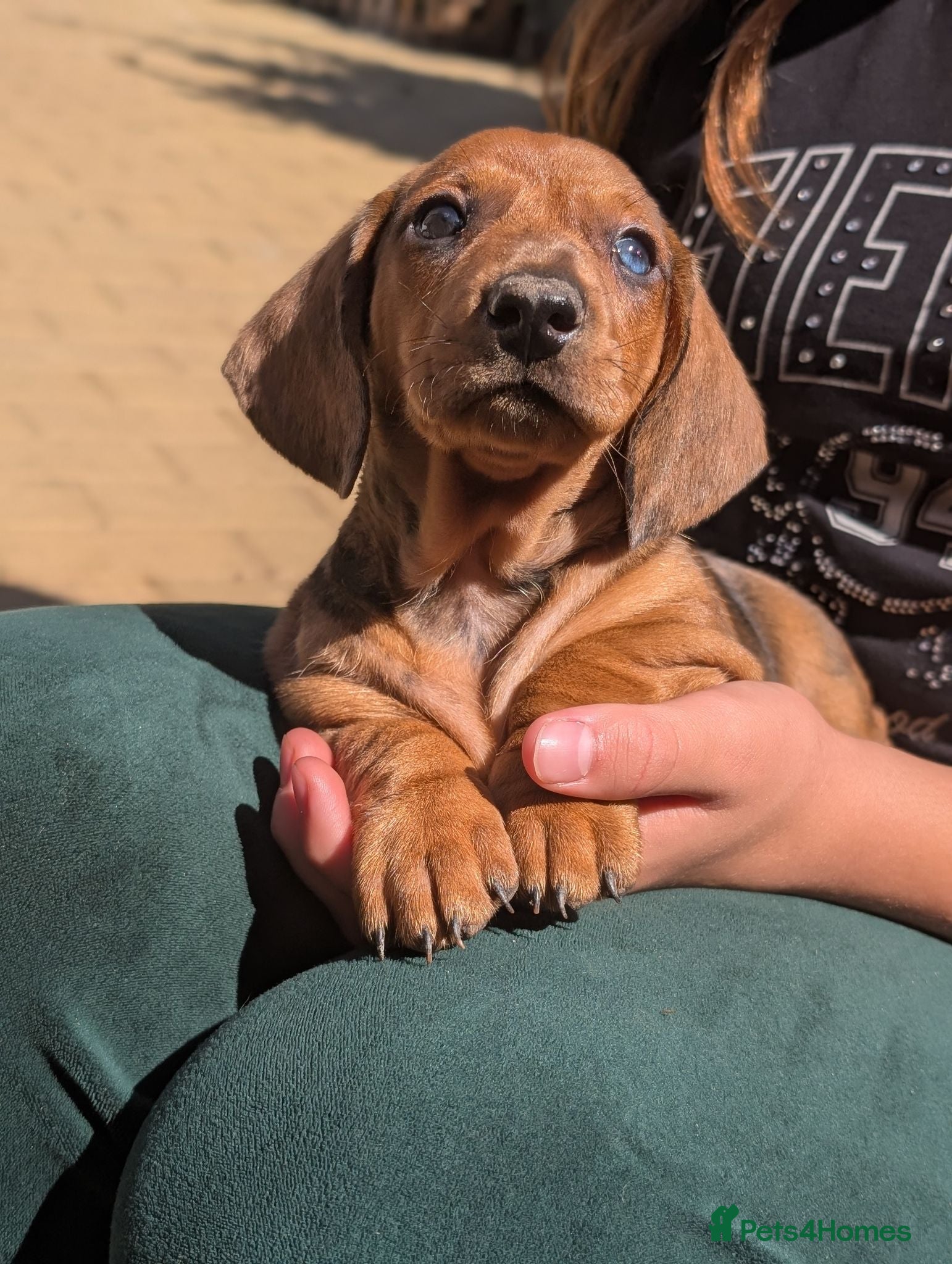 Dachshund dogs Champion Line Standard Dachshund  - Advert 2