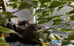 Persian cats for sale: Persian Kittens Looking for Loving Homes - Advert 29