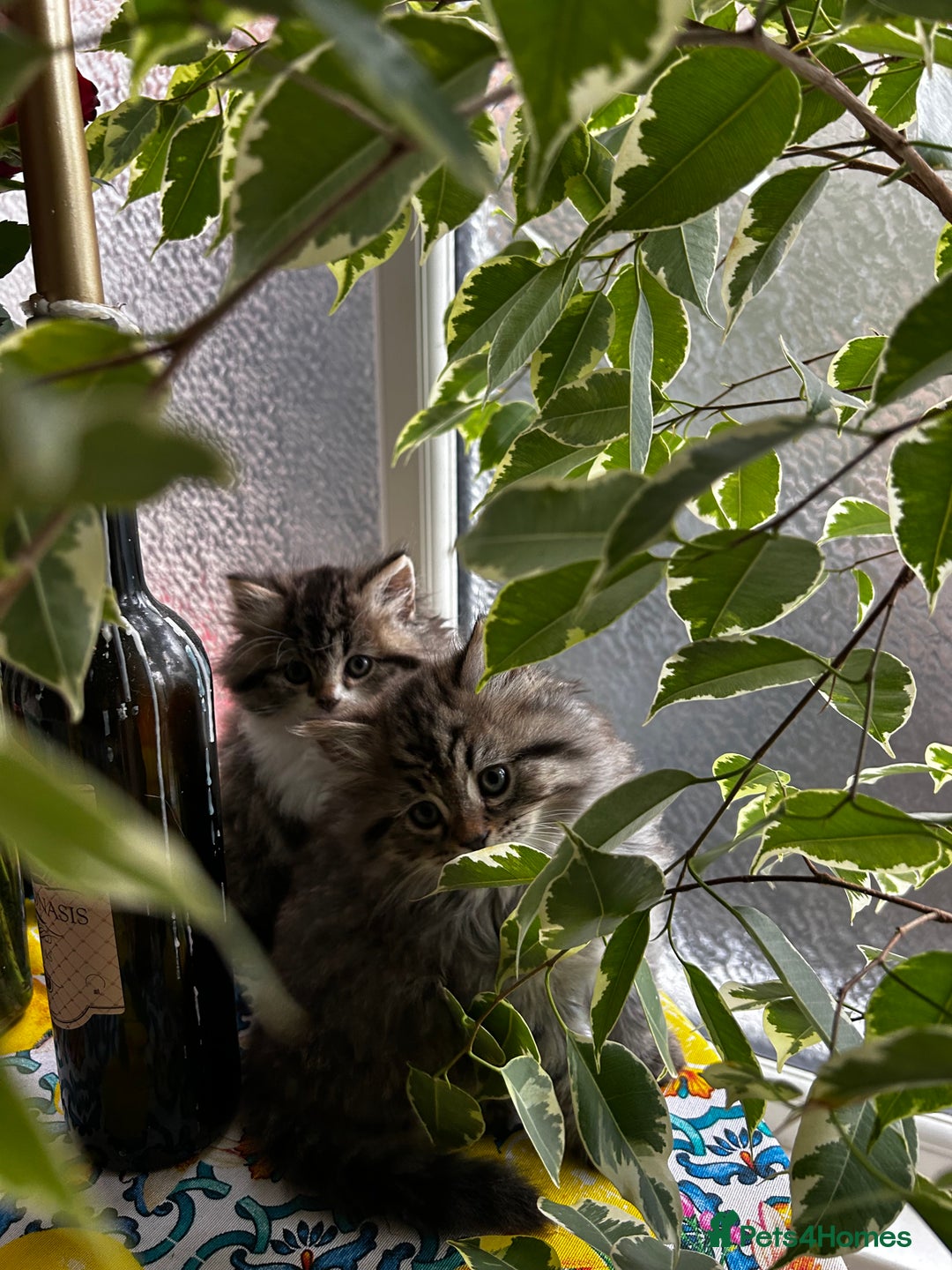 Persian cats for sale: Persian Kittens Looking for Loving Homes - Advert 29