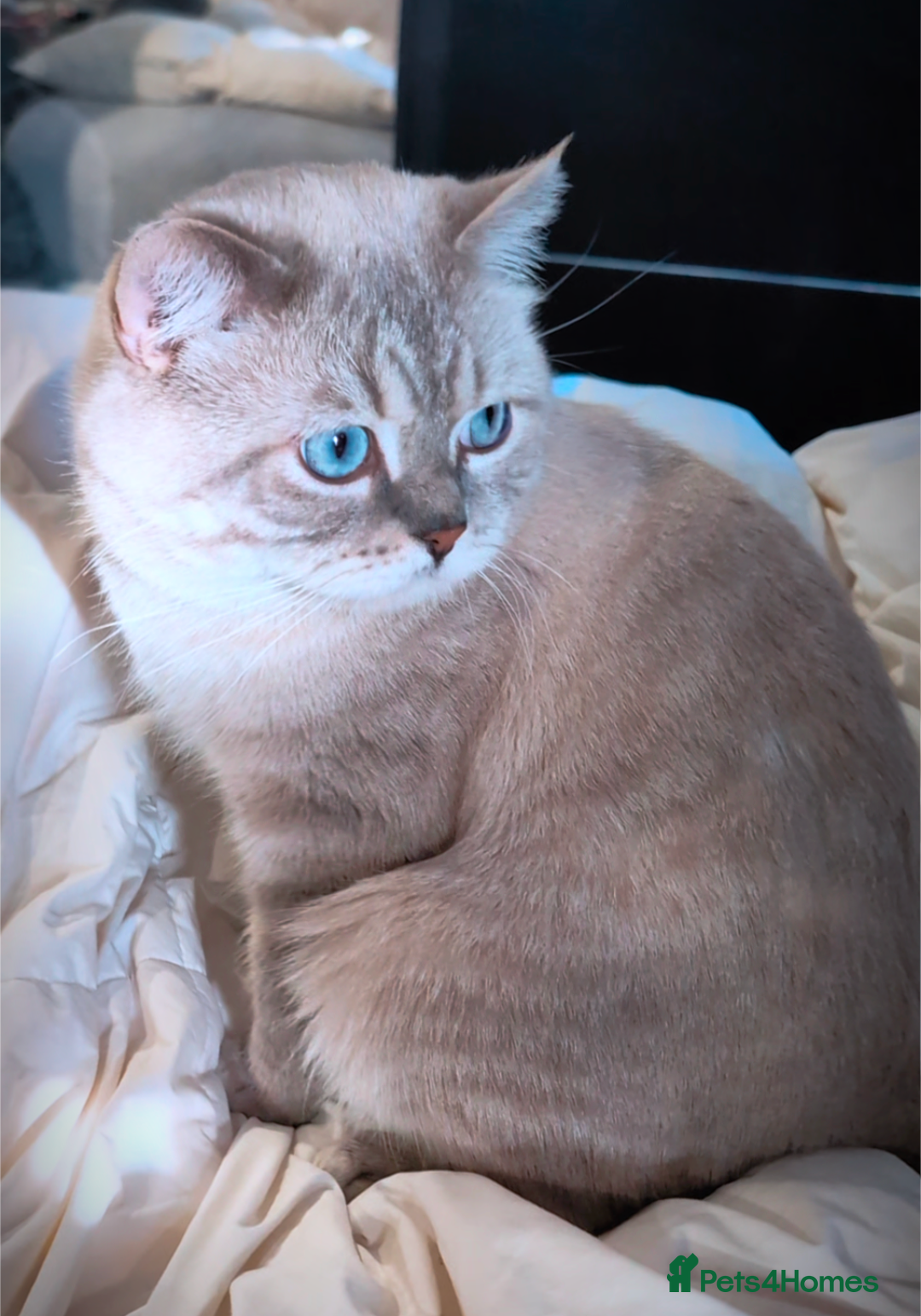 British Shorthair cats for stud: 🏆GCCF & TICA reg🪩BSH COLORPOINT🟥STUD - Advert 10