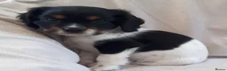 Cockalier dogs for sale: Super F1 Cockalier pups Ready Now Health Tested P - Advert 2