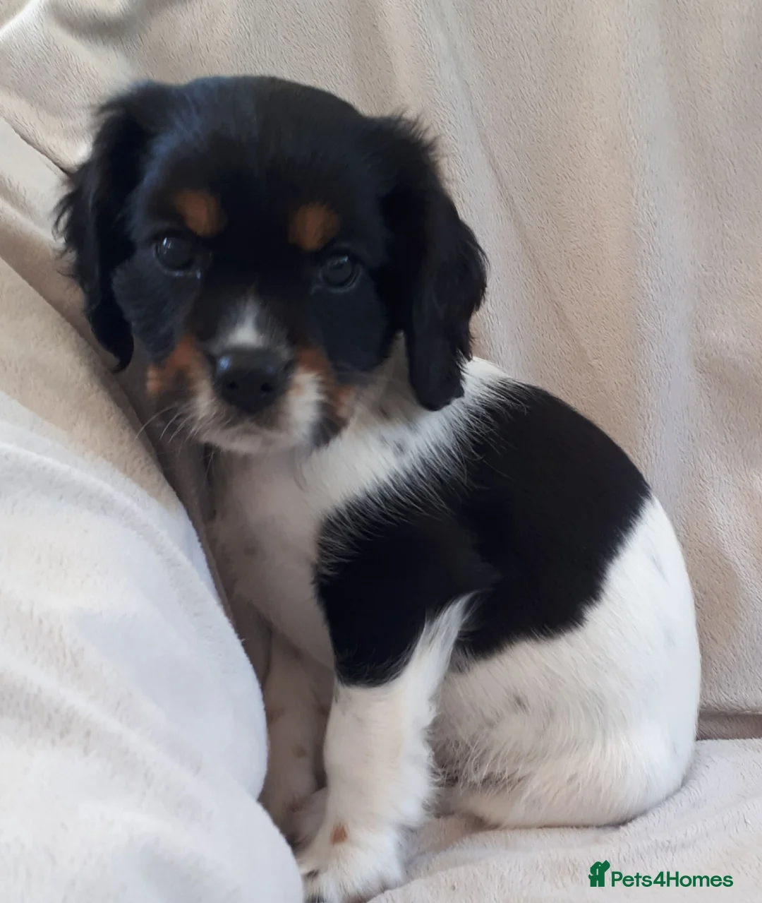 Cockalier dogs for sale: Super F1 Cockalier pups Ready Now Health Tested P - Advert 2