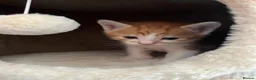 Mixed Breed cats for sale: Kittens for Sale £160 - Advert 22