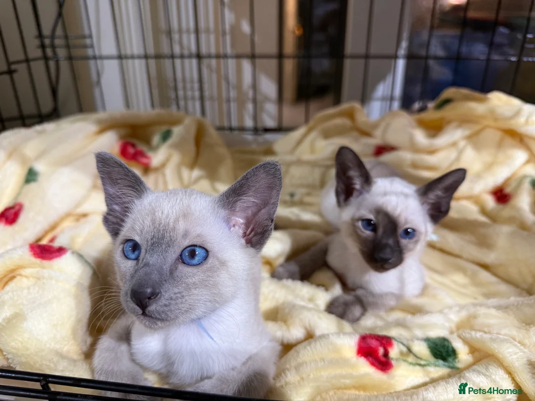 Siamese cats for sale: Siamese kittens  - Advert 30