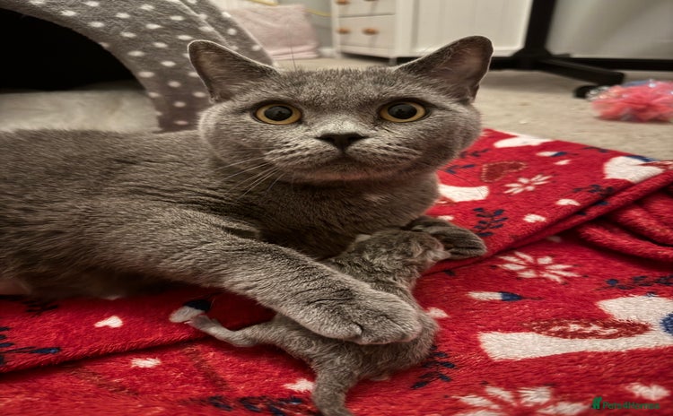 British Shorthair cats - Advert 12