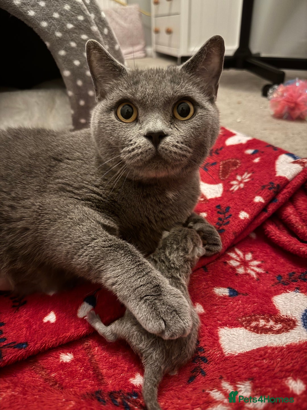 British Shorthair cats for sale: Beautiful BSH Boy for sale - Image 1