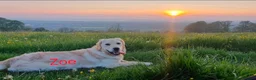 Golden Retriever dogs for sale: Amazing Goldens in Stonehouse - Advert 9