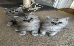 Mixed Breed cats for sale: Persian Chinchilla Cross kittens - Image 1