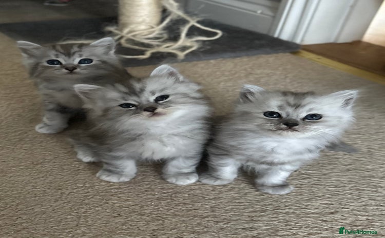 Mixed Breed cats - Advert 2