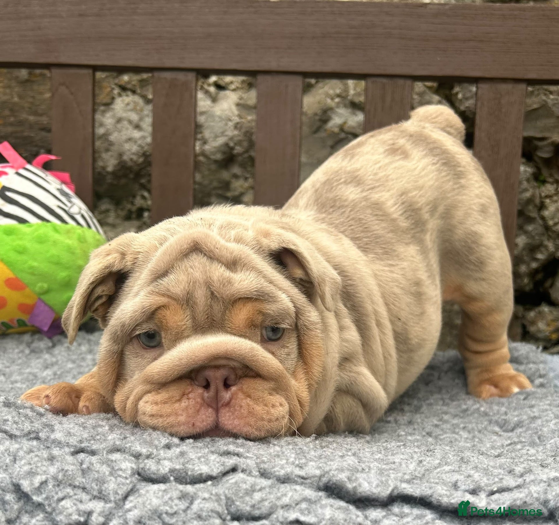 English Bulldog dogs Ready for their new homes English bulldog puppies - Advert 1