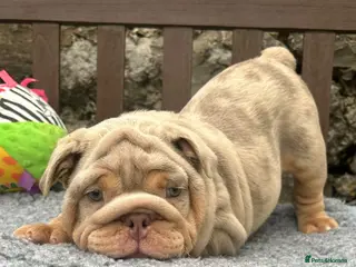 English Bulldog dogs Ready for their new homes English bulldog puppies - Advert 1