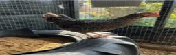 Chickens poultry for sale: POL Chickens - Laying Hens - Advert 4