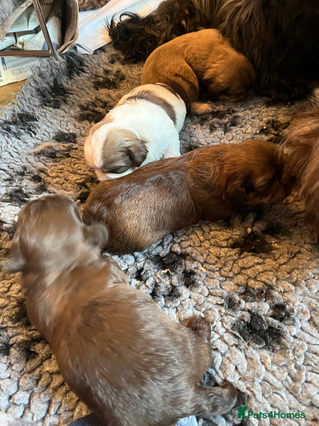 Shih Tzu dogs for sale: Adorable Shih Tzu puppies  - Image 12