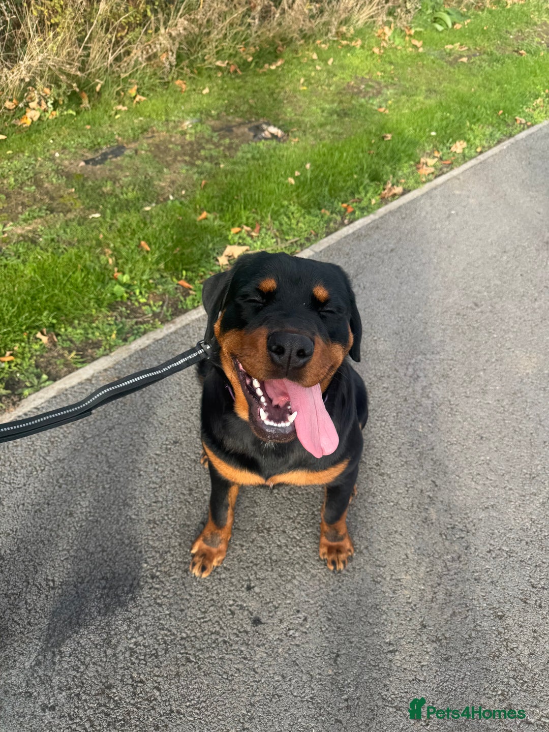 Rottweiler dogs for sale: Male rottweiler - Advert 1