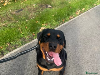 Rottweiler dogs for sale: Male rottweiler - Advert 1