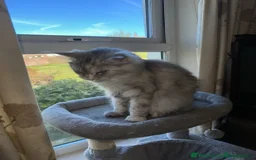 Maine Coon cats for sale: 2 imported Active Girls  - Image 6