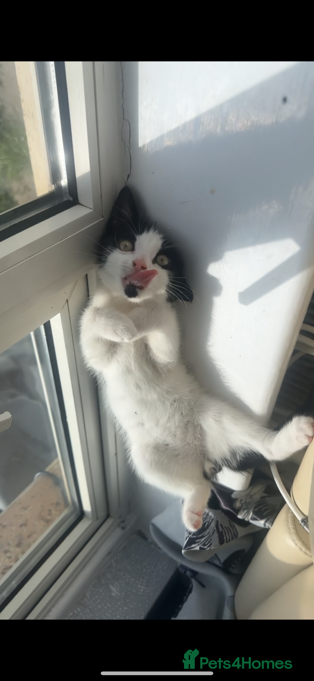 Mixed Breed cats for sale: 11 week old kitten for sale - Image 5