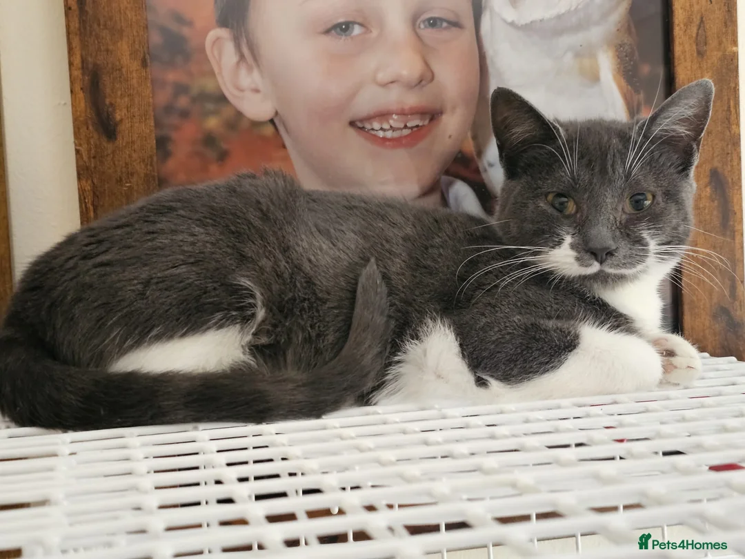 Mixed Breed cats for adoption: Lucy the rescue kitten needs a new home - Advert 2