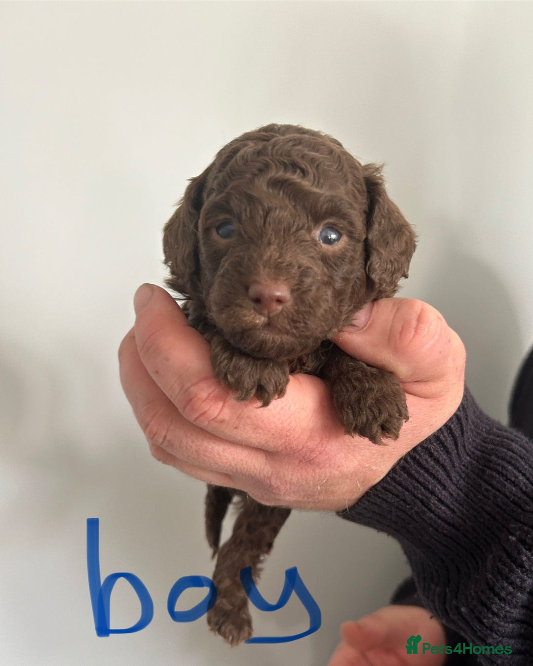 Toy Poodle dogs for sale: Beautiful pure chocolate & phantom Toy Poodles - Advert 5