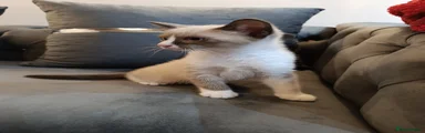 Mixed Breed Kitten 1