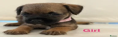 Border Terrier 3