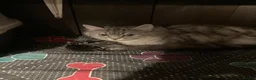 Maine Coon cats for sale: Main coon x Siberian forest cat - Advert 3
