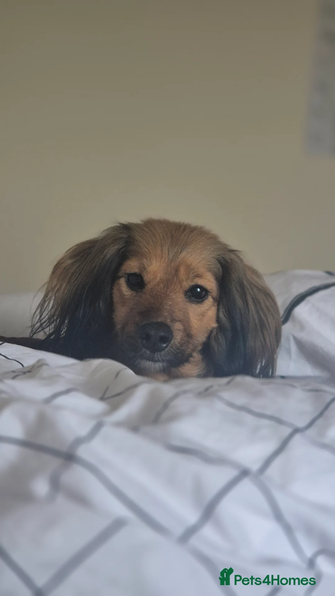 Mixed Breed dogs for sale: Ruby  - Advert 4