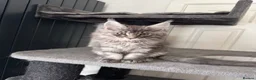 Maine Coon cats for sale: Last litter of the year Super Maine Coons in Blackpool - Advert 7