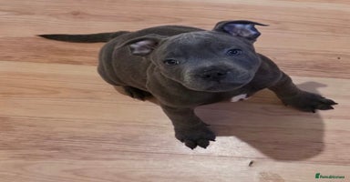 Staffordshire Bull Terrier dogs - Advert 13