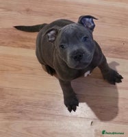 Staffordshire Bull Terrier dogs - Advert 4