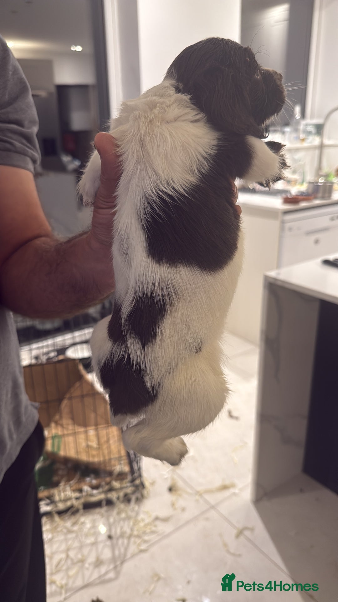 English Springer Spaniel dogs for sale: Beautiful Springer Spaniel working line - Advert 24