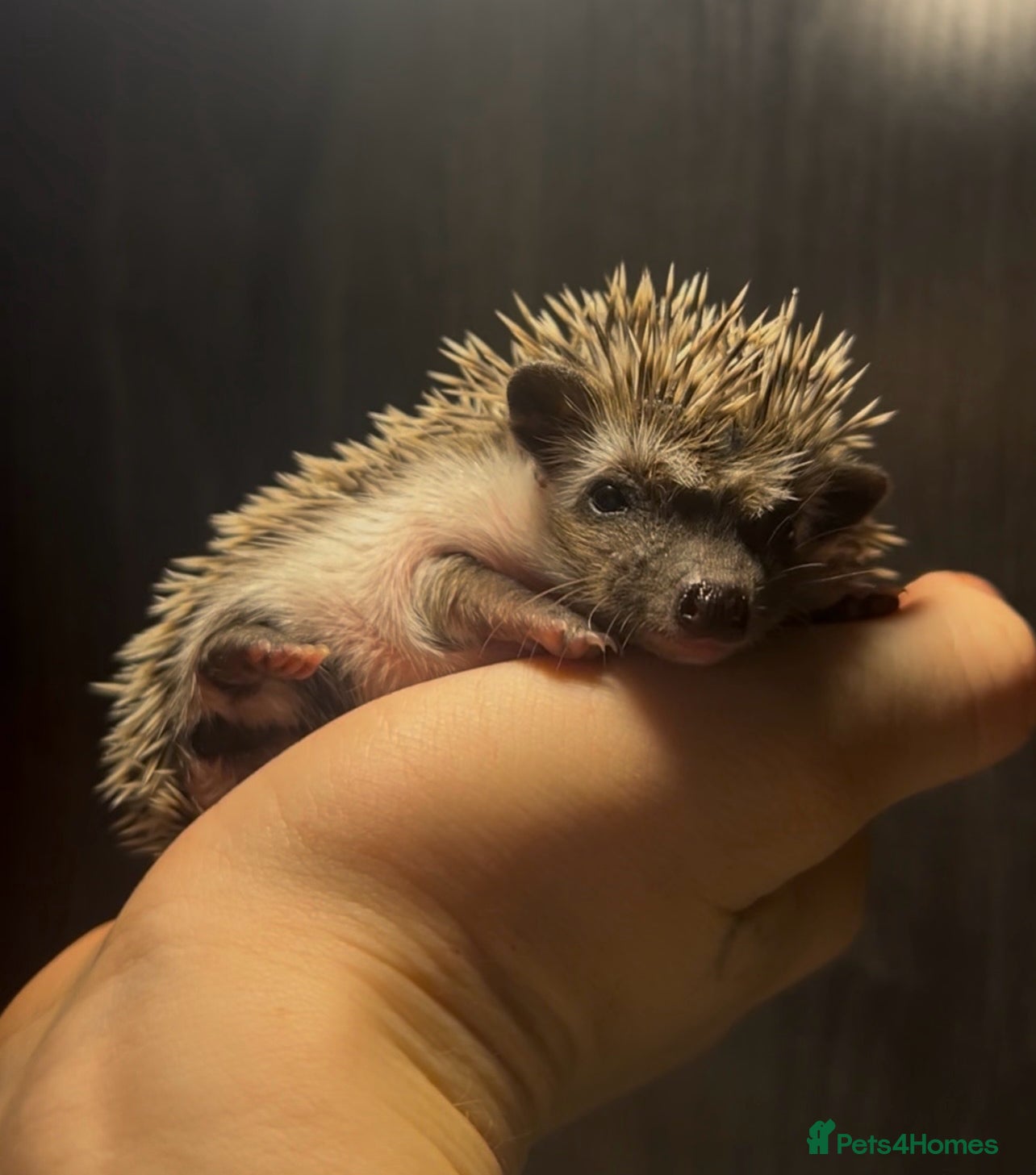 Pygmy Hedgehog rodents Gorgeous African Pygmy hoglets  - Advert 2