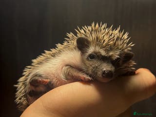 Pygmy Hedgehog rodents Gorgeous African Pygmy hoglets - Advert 2