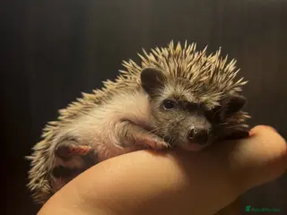 Pygmy Hedgehog rodents Gorgeous African Pygmy hoglets - Advert 2