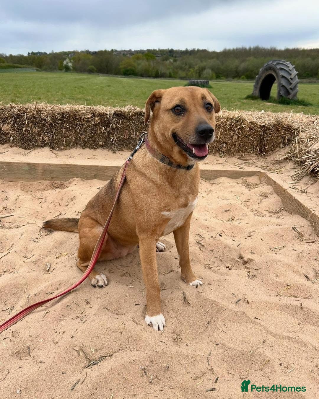 Mixed Breed dogs for adoption: 🧡 Delightful Duffy - once a shell of a dog 🧡 in Kidderminster - Advert 13