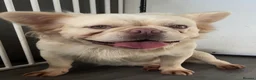 French Bulldog dogs for sale: Platinum carrying Pink fluffy frenchie  - Advert 8