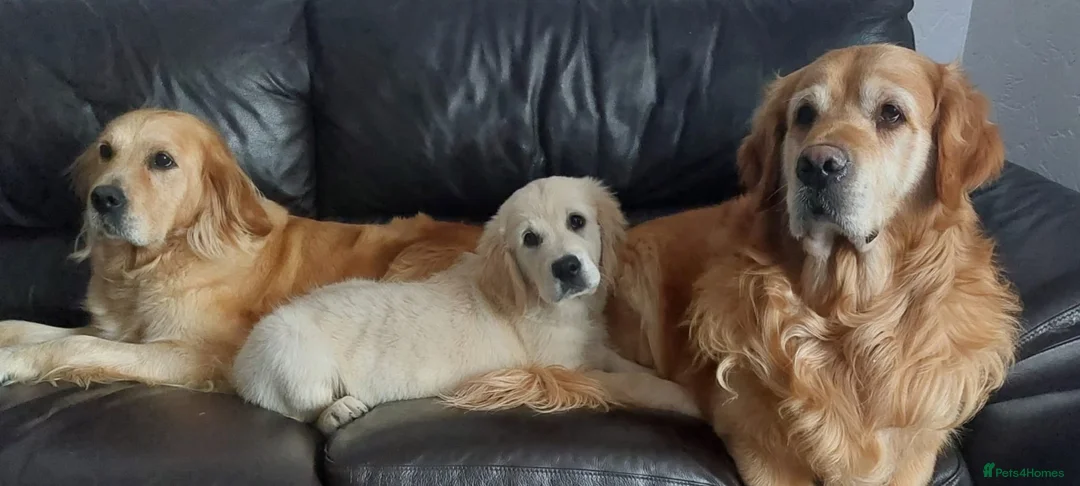 Golden Retriever dogs for stud: Simba~Golden Retriever Stud Available - Advert 15