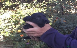 Cocker Spaniel dogs for sale: KC COCKERS HT PARENTS PUPPIES FOR SALE  - Image 6