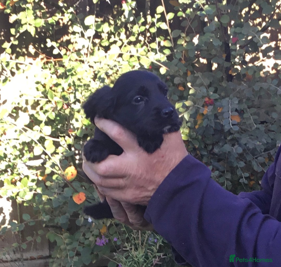 Cocker Spaniel dogs for sale: KC COCKERS HT PARENTS PUPPIES FOR SALE  - Image 6